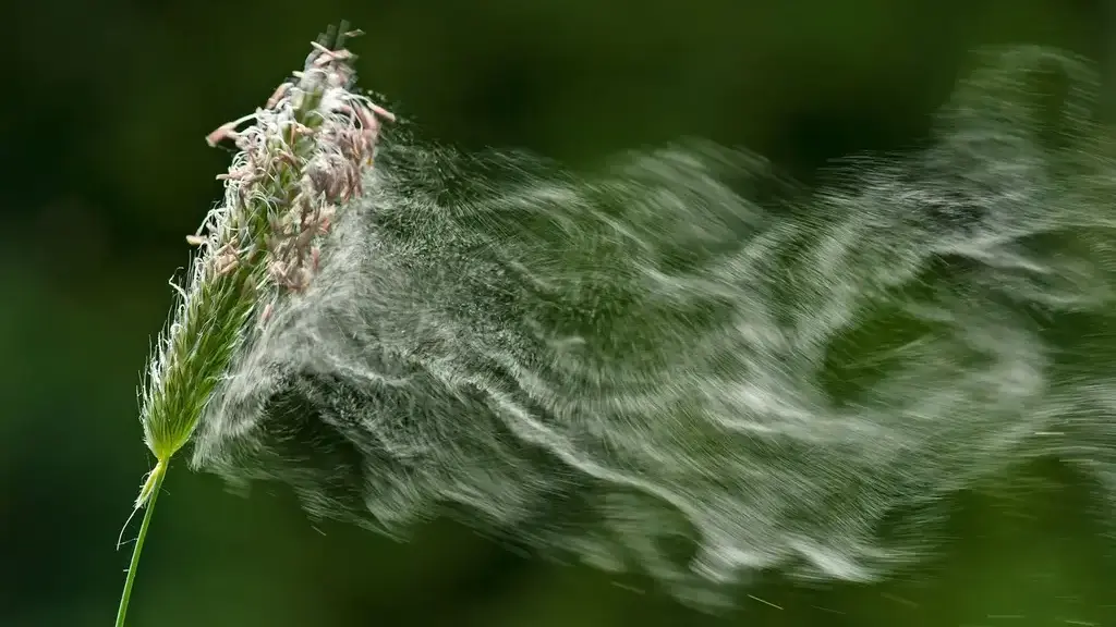 Allergien-Symptome-Tipps-und-Tricks_16-9